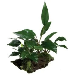 Anubias Driftwood Garden
