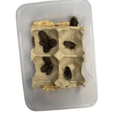 Dubia Roaches -Pet Supplies Sales dubia roacheskellyville pets 582122