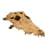 Exo Terra Ornament Crocodile Skull -Pet Supplies Sales exo terra ornament crocodile skullkellyville pets 666080