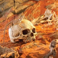 Exo Terra Ornament Primate Skull -Pet Supplies Sales exo terra ornament primate skullkellyville pets 917484