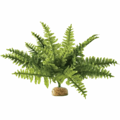 Exo Terra Plant Boston Fern