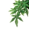Exo Terra Plant Hanging Abuliton 1 Exo Terra Plant Hanging Abuliton -Pet Supplies Sales exo terra plant hanging abulitonkellyville pets 342760