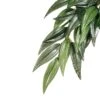 Exo Terra Plant Hanging Rucus -Pet Supplies Sales exo terra plant hanging rucuskellyville pets 796097