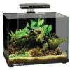 Focus Tank 25L Black -Pet Supplies Sales focus tank 25l blackkellyville pets 800059