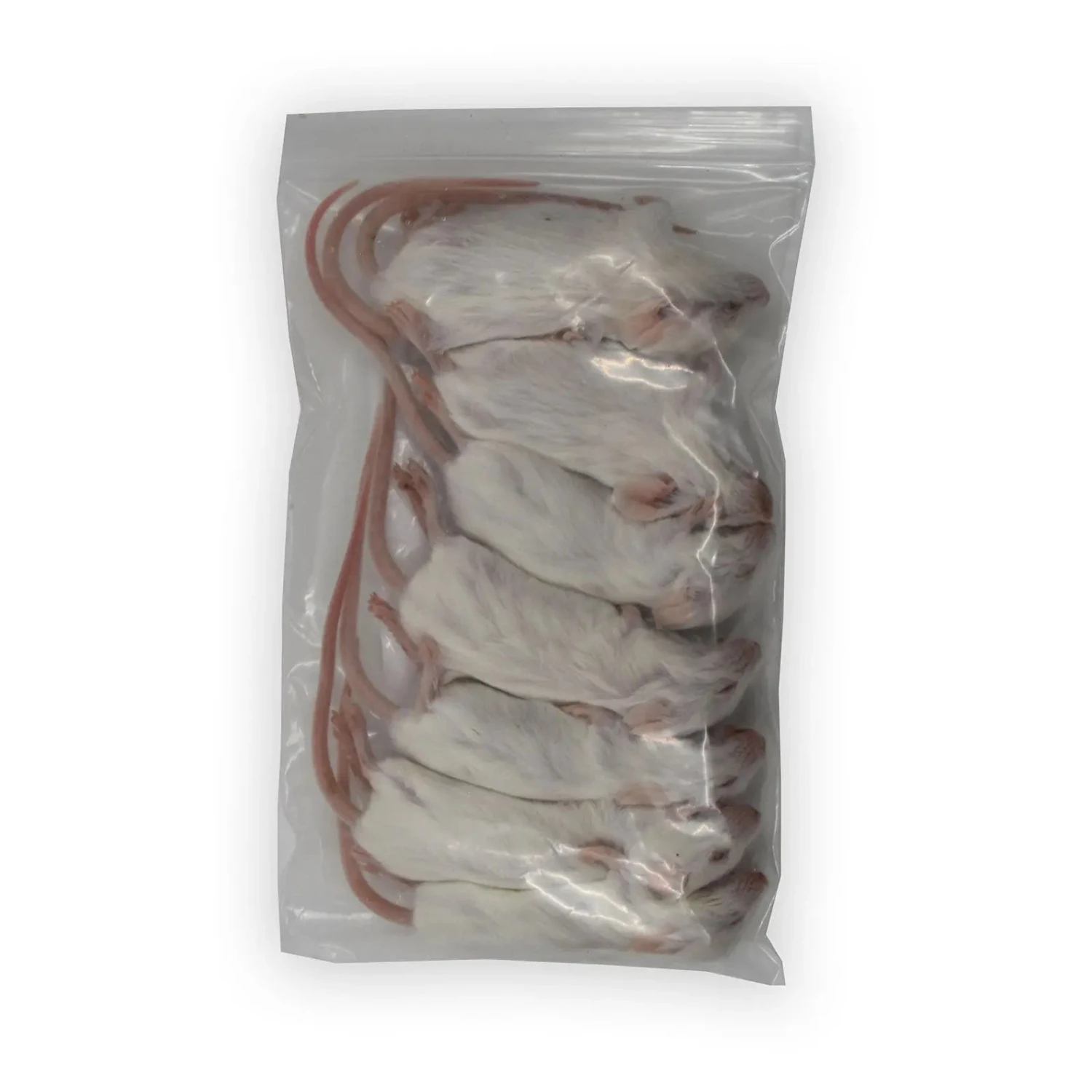 Frozen Mice 6 Frozen Mice - Image 4