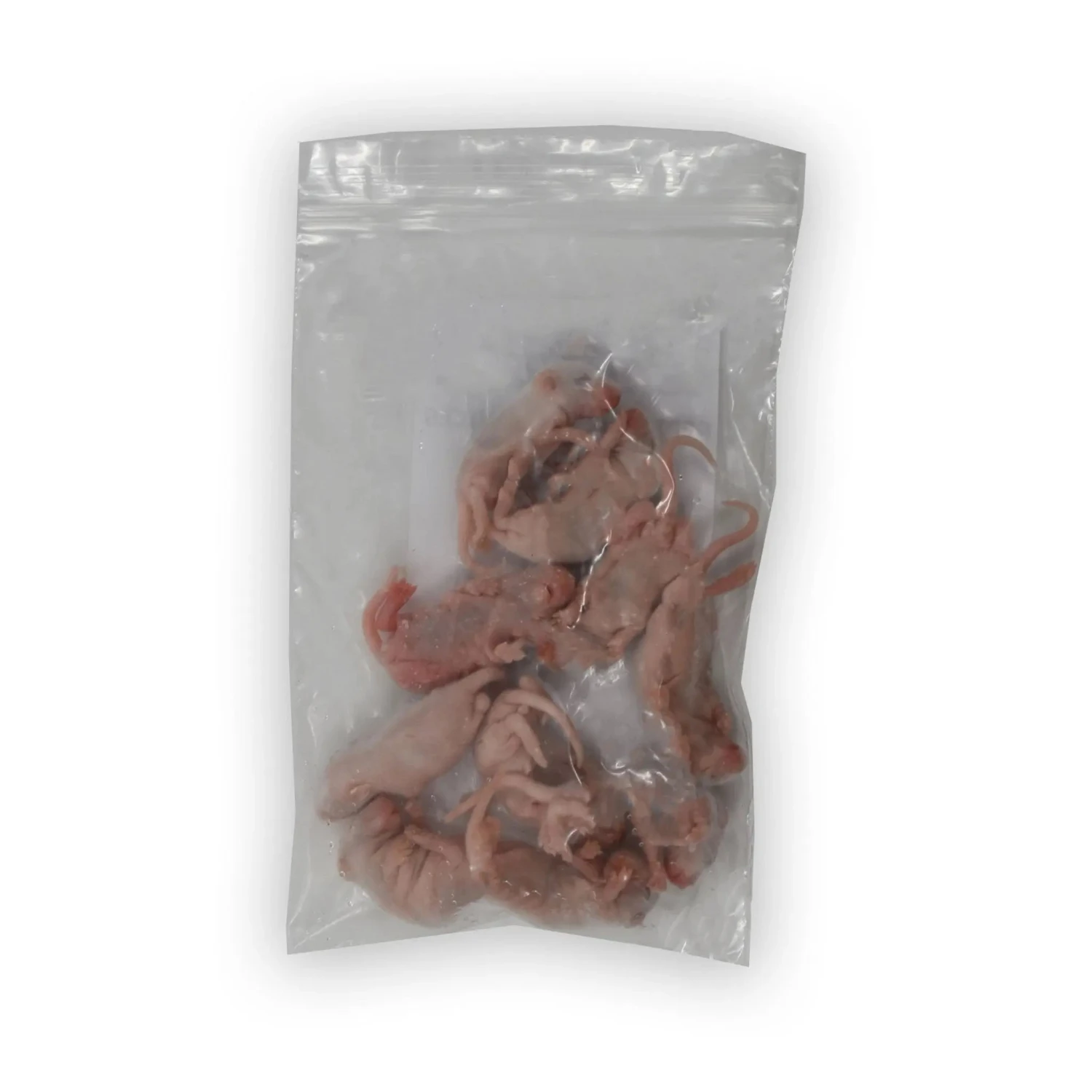 Frozen Mice 4 Frozen Mice - Image 2