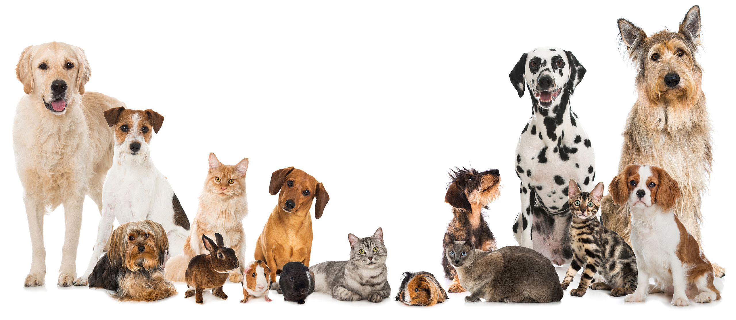 Front Page -Pet Supplies Sales green pets main image2