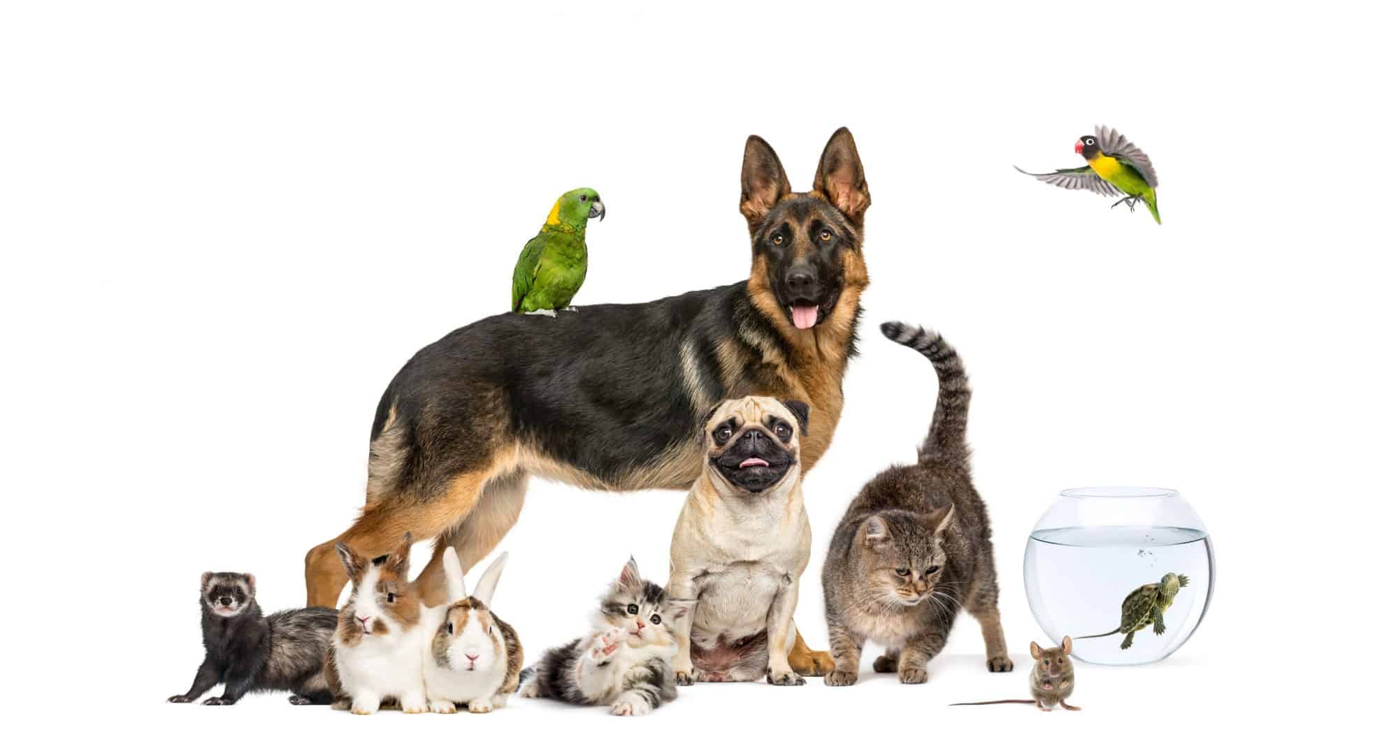 Front Page -Pet Supplies Sales iStock 1346380406 1 2000x1065 1