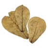 Indian Almond Leaves 3pk 2 Indian Almond Leaves 3pk -Pet Supplies Sales indian almond leaves 3pkkellyville pets 743855