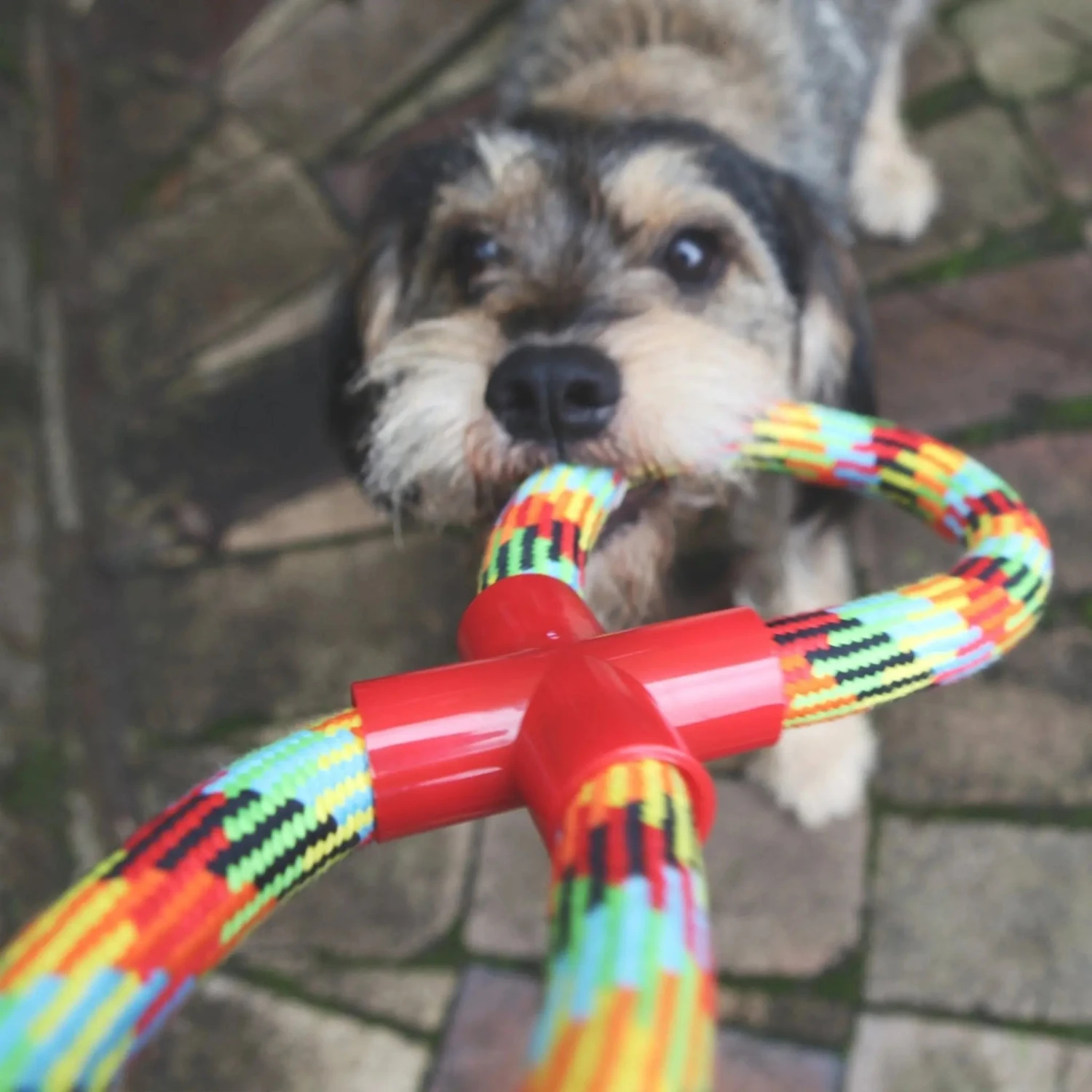 Kazoo Braided Rope Figure 8 Tug Dog Toy 4 Kazoo Braided Rope Figure 8 Tug Dog Toy - Image 2