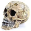 Kazoo Skull Large 21cm 2 Kazoo Skull Large 21cm -Pet Supplies Sales kazoo skull large 21cmkellyville pets 173080