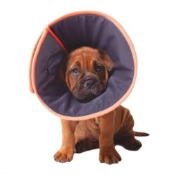 Kazoo Soft Recovery Collar