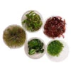 Live Aquarium Plants - Tissue Culture -Pet Supplies Sales live aquarium plants tissue culturekellyville pets 134185