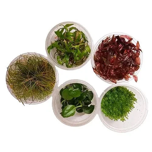 Live Aquarium Plants - Tissue Culture 3 Live Aquarium Plants - Tissue Culture