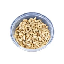 Live Black Soldier Fly Larvae