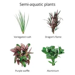 Live Bunch Plants Aquarium 10 Live Bunch Plants Aquarium -Pet Supplies Sales live bunch plants aquariumkellyville pets 332774