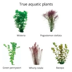 Live Bunch Plants Aquarium 11 Live Bunch Plants Aquarium -Pet Supplies Sales live bunch plants aquariumkellyville pets 920164