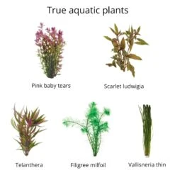 Live Bunch Plants Aquarium 12 Live Bunch Plants Aquarium -Pet Supplies Sales live bunch plants aquariumkellyville pets 944955