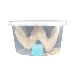 Live Crickets - Pisces Enterprises -Pet Supplies Sales live crickets pisces enterpriseskellyville pets 161432