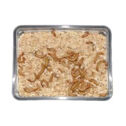 Live Mealworms - Pisces Enterprises