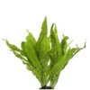 Live Plant Java Fern -Pet Supplies Sales live plant java fernkellyville pets 125015