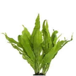 Live Plant Java Fern