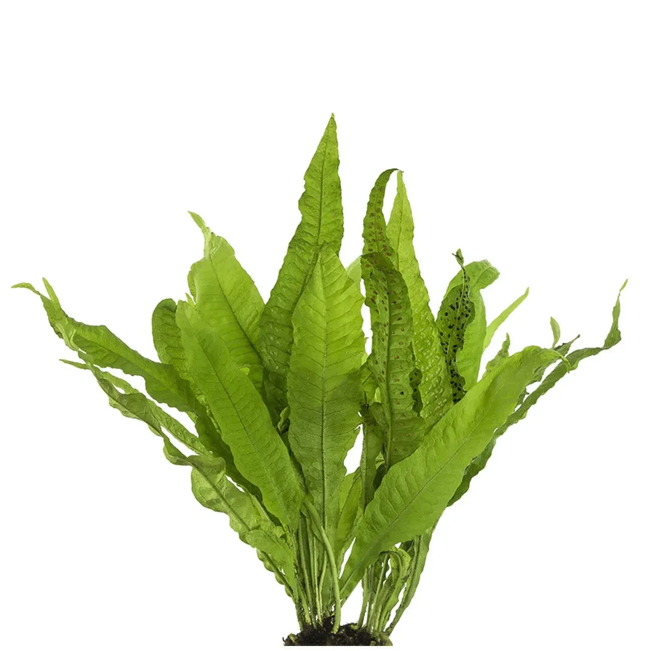 Live Plant Java Fern 3 Live Plant Java Fern
