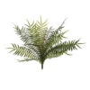 Plant Fern Sword Bush 2 Plant Fern Sword Bush -Pet Supplies Sales plant fern sword bushkellyville pets 324832