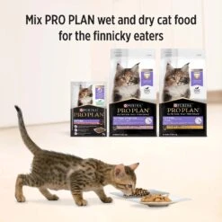 Pro Plan Cat Food Pouch Kitten Salmon & Gravy -Pet Supplies Sales pro plan cat food pouch kitten salmon gravykellyville pets 523850