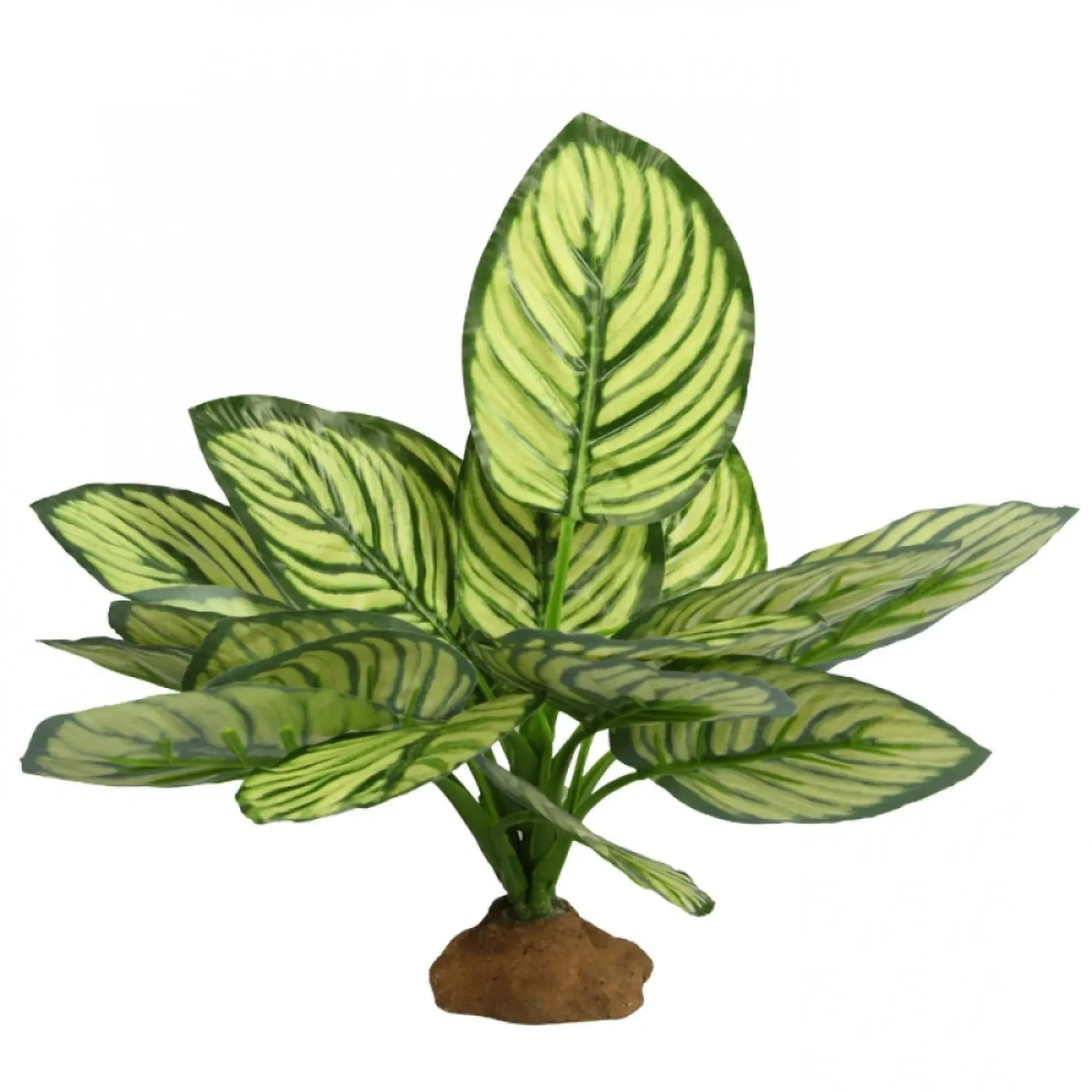 Reptile One Plant Brandtianum With Base 3 Reptile One Plant Brandtianum With Base