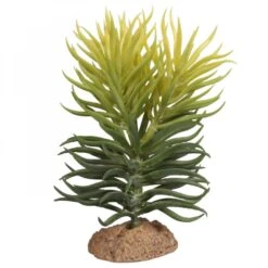 Reptile One Plant Pencil Succulent On Base