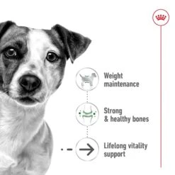 Royal Canin Dog Food Ageing 12+ Mini -Pet Supplies Sales royal canin dog food ageing 12 minikellyville pets 382961