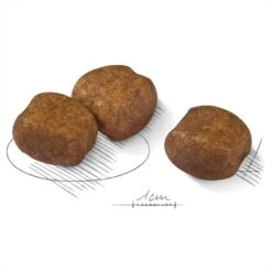 Royal Canin Dog Food Dental Care Maxi -Pet Supplies Sales royal canin dog food dental care maxikellyville pets 429648