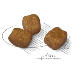 Royal Canin Dog Food Dental Care Mini 7 Royal Canin Dog Food Dental Care Mini -Pet Supplies Sales royal canin dog food dental care minikellyville pets 823553