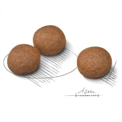 Royal Canin Dog Food Digestive Care Medium -Pet Supplies Sales royal canin dog food digestive care mediumkellyville pets 149903