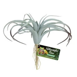 Zoo Med Plant Tillandsia